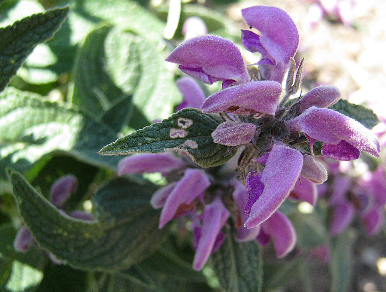 Изображение особи Phlomis taurica.