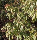 Rhododendron catawbiense. Часть кроны отцветшего растения. Германия, г. Bad Lippspringe, Kaiser-Karls Park. 02.02.2014.