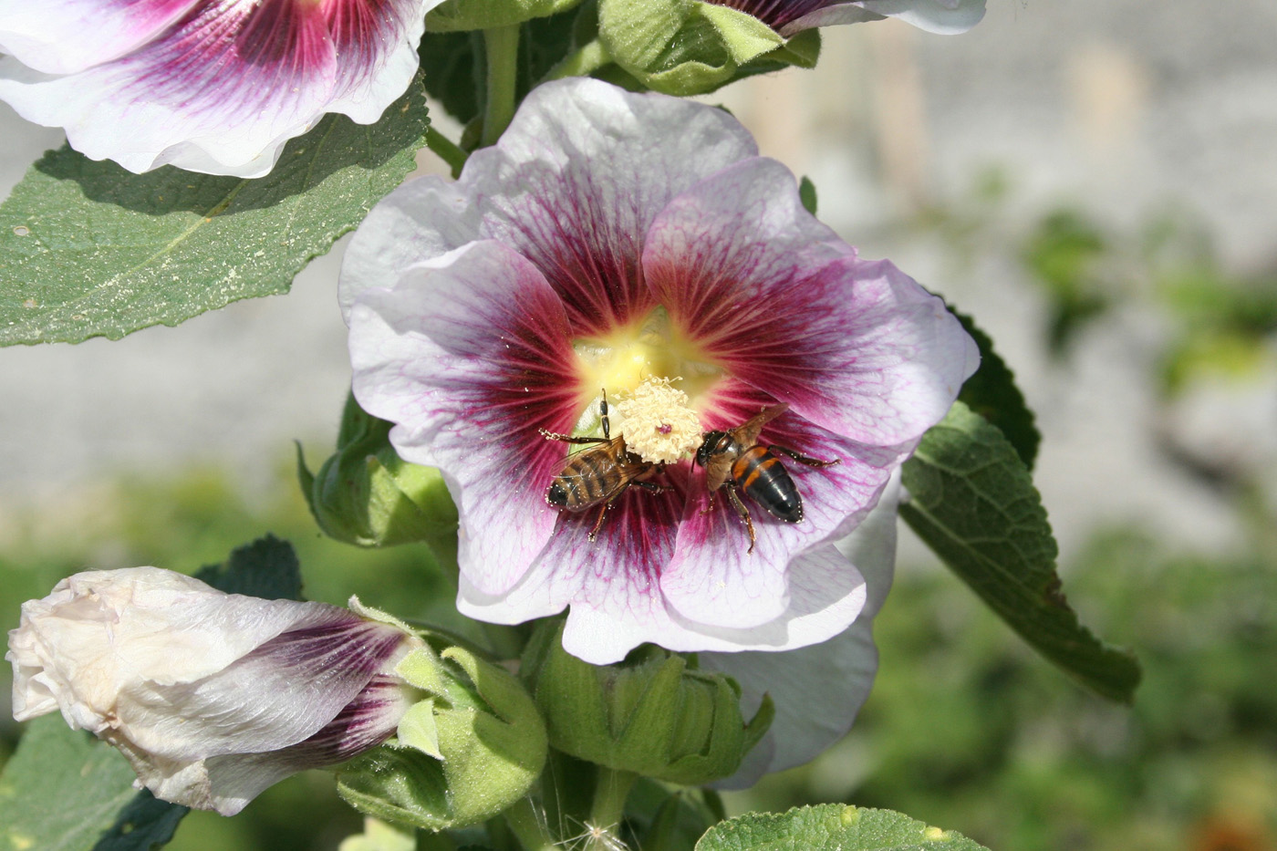 Image of Alcea rosea specimen.