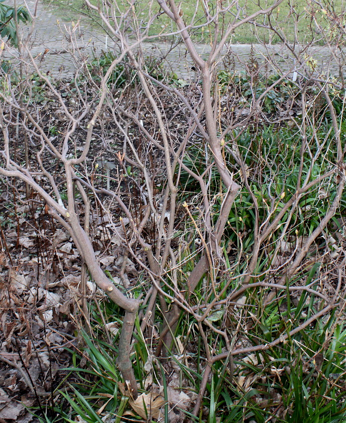 Image of Rhododendron luteum specimen.