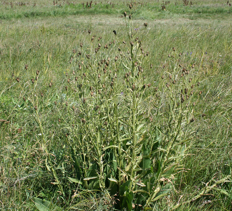 Изображение особи Chartolepis intermedia.