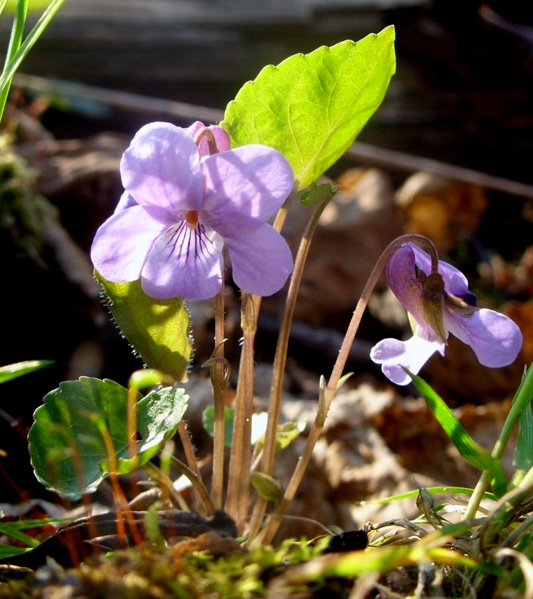 Image of genus Viola specimen.