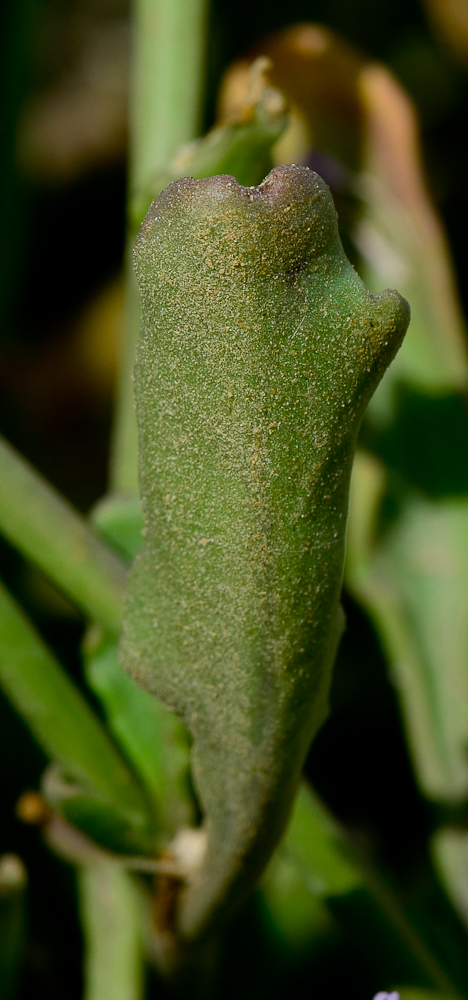 Image of Cakile maritima specimen.