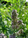 Mentha longifolia