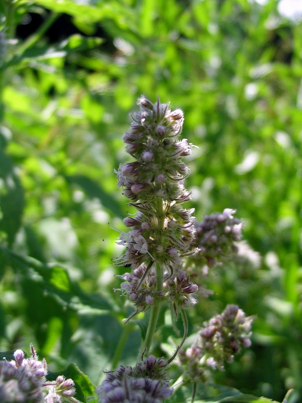 Изображение особи Mentha longifolia.