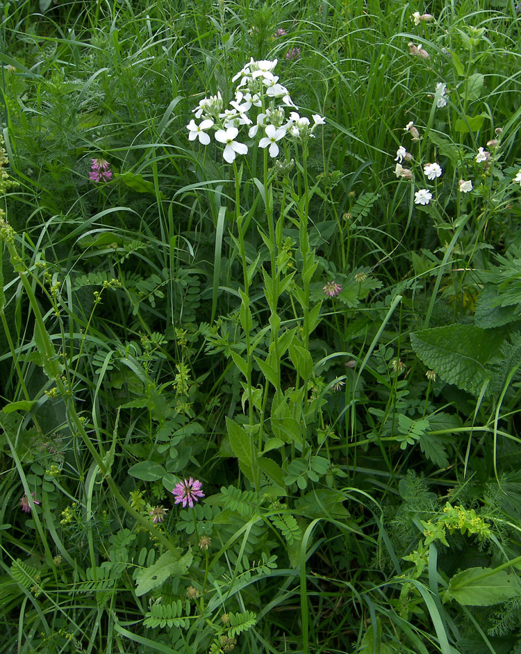 Изображение особи Hesperis voronovii.