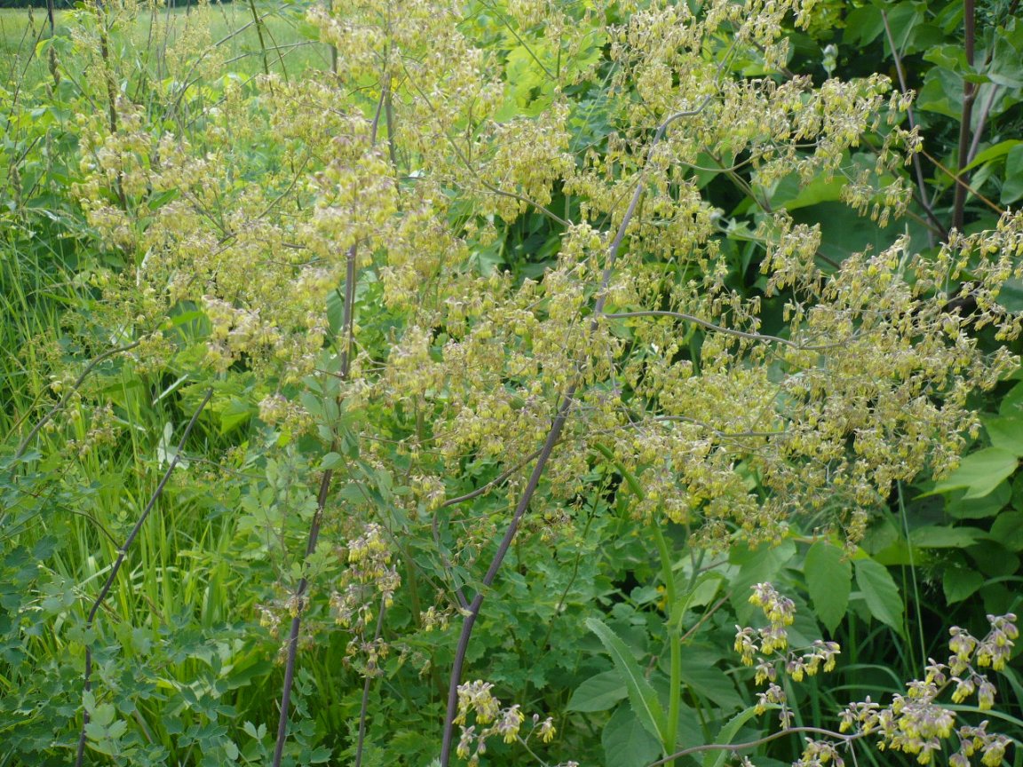 Image of Thalictrum minus specimen.