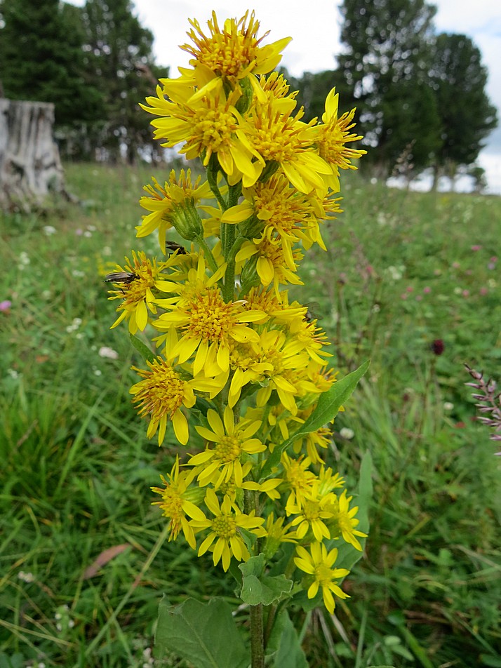 Image of Solidago virgaurea ssp. dahurica specimen.