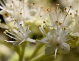 Rodgersia aesculifolia. Цветки. Германия, г. Дюссельдорф, Ботанический сад университета. 03.06.2014.