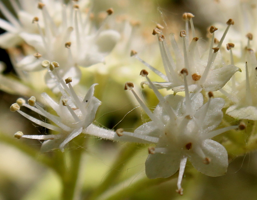 Изображение особи Rodgersia aesculifolia.