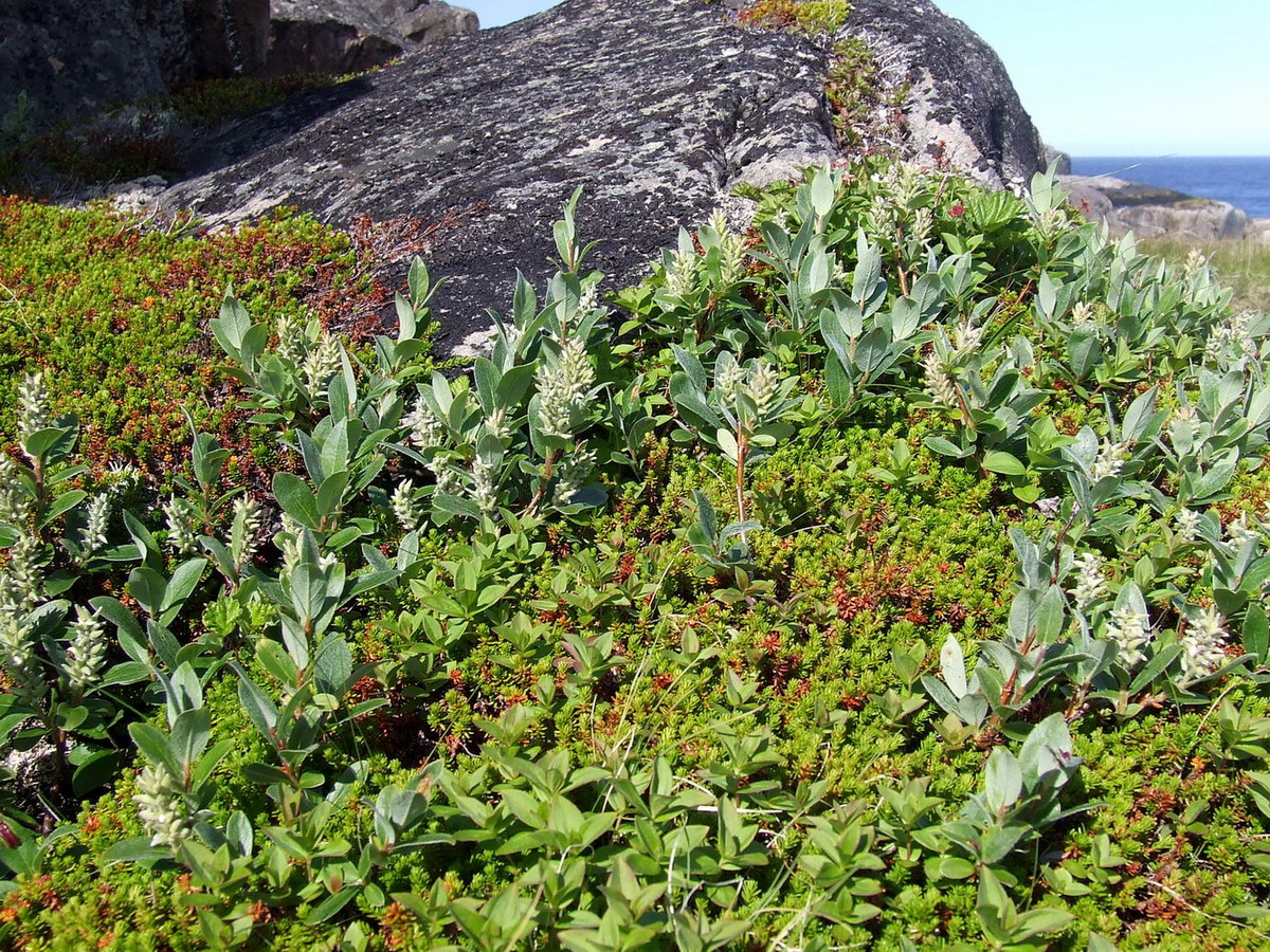 Image of Salix glauca specimen.