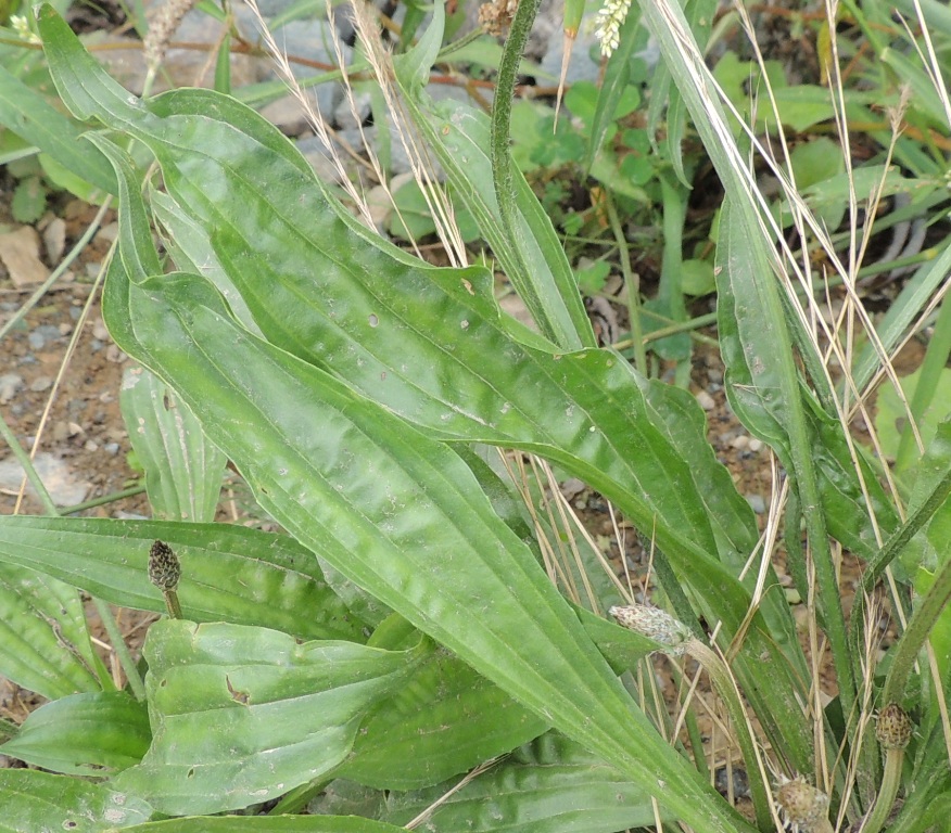 Изображение особи Plantago lanceolata.