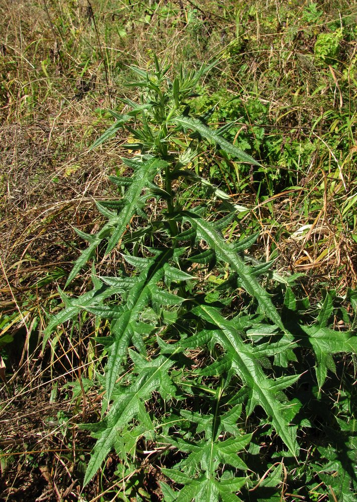 Изображение особи род Cirsium.