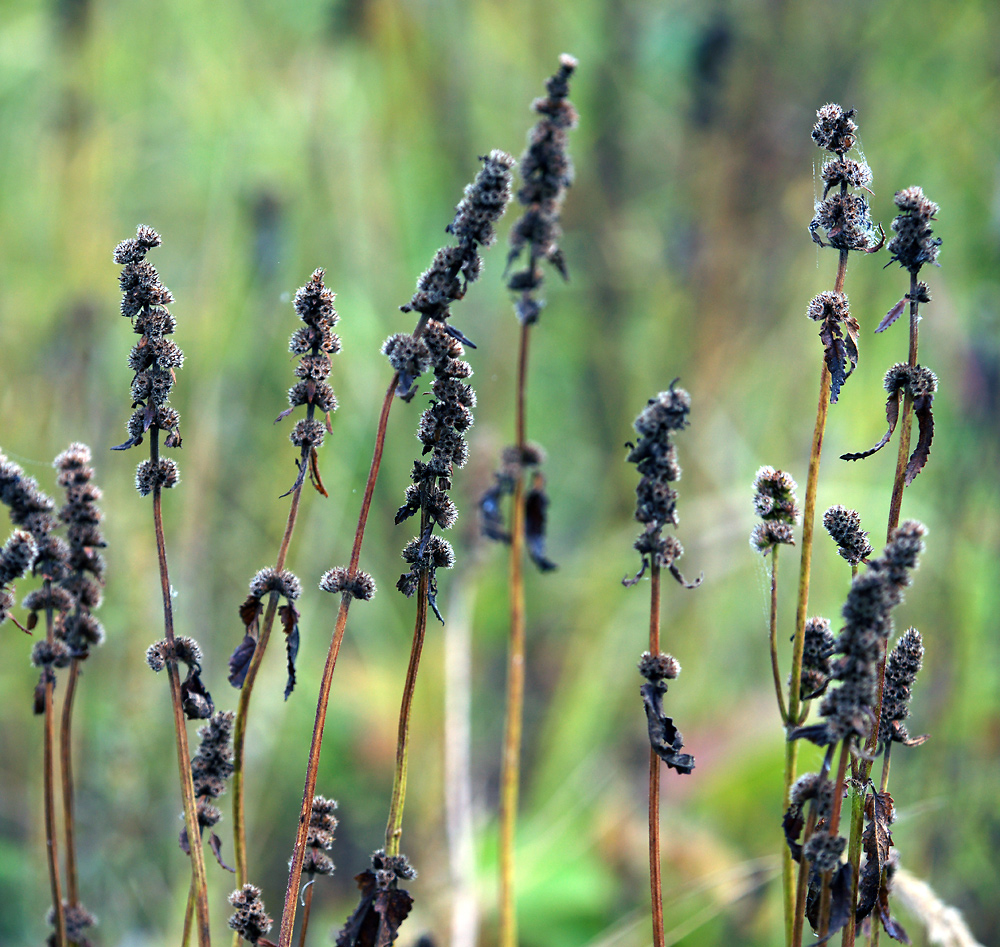 Изображение особи Betonica officinalis.