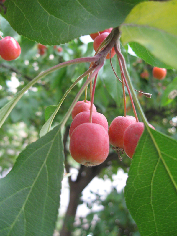 Изображение особи Malus prunifolia.