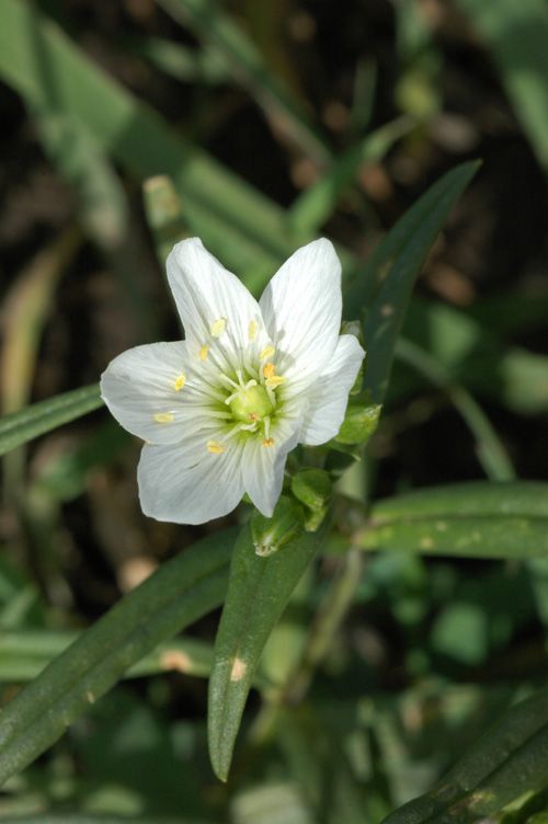 Image of Cerastium bungeanum specimen.