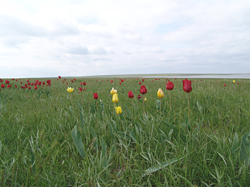 Изображение особи Tulipa suaveolens.