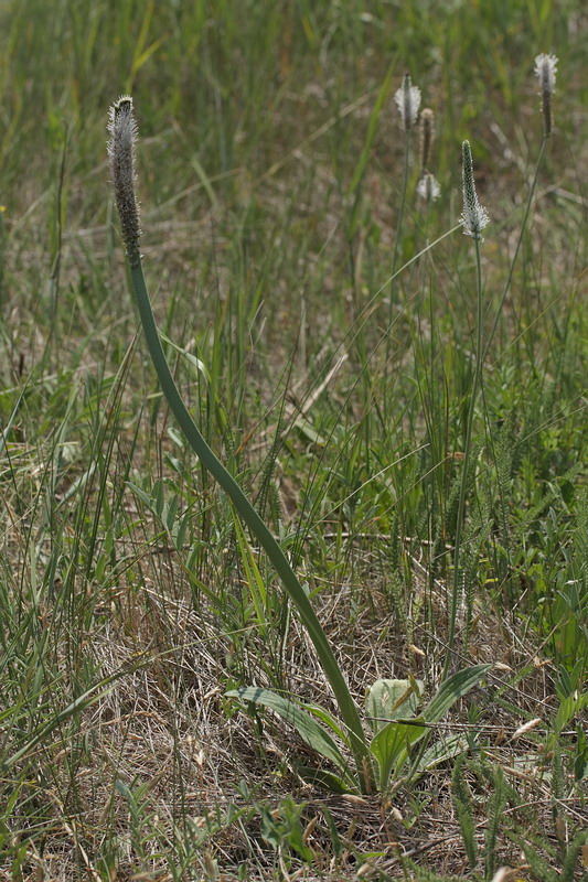 Изображение особи Plantago media.