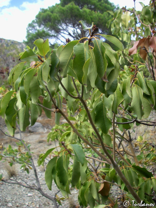 Image of Arbutus andrachne specimen.