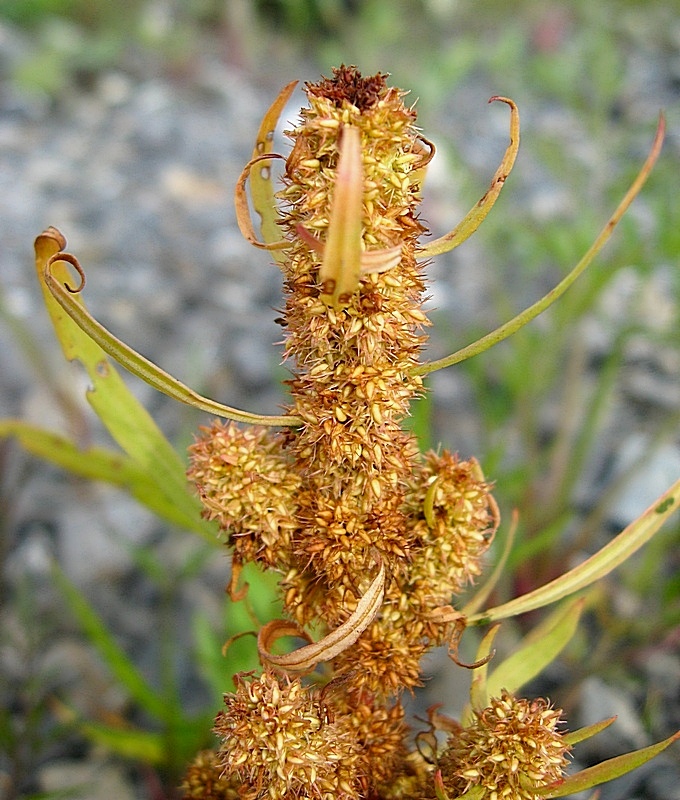 Image of Rumex maritimus specimen.