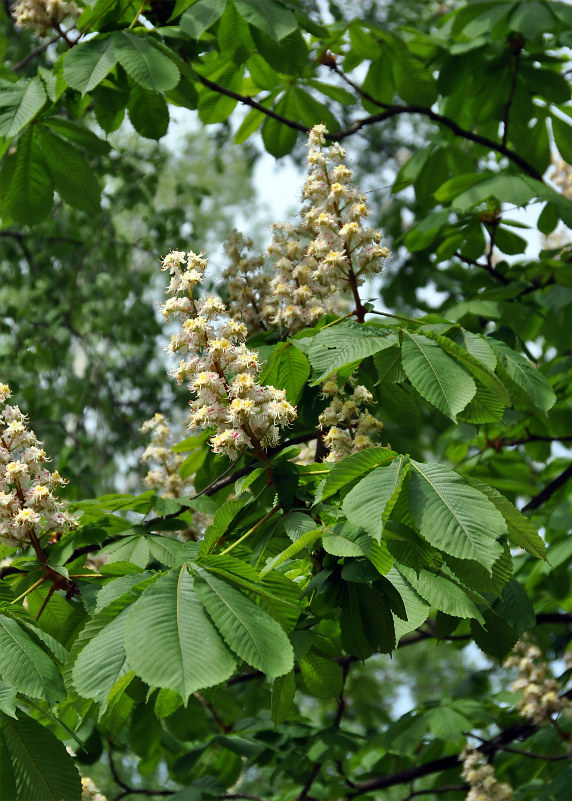 Image of Aesculus hippocastanum specimen.