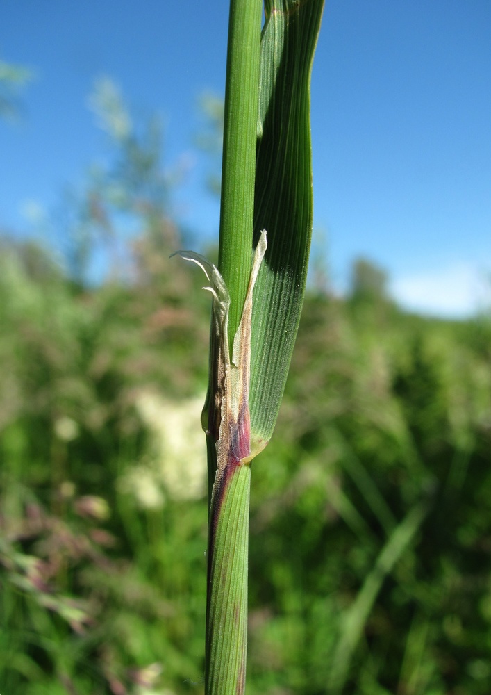 Изображение особи Calamagrostis langsdorffii.