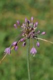 Allium carinatum