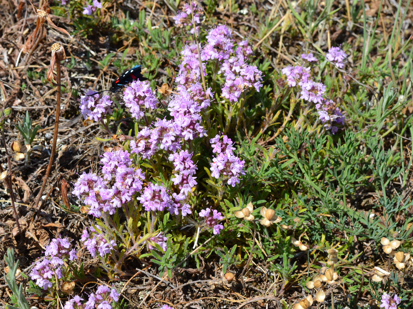 Image of Thymus tauricus specimen.