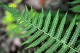 Lunathyrium pycnosorum