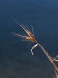 Hordeum geniculatum