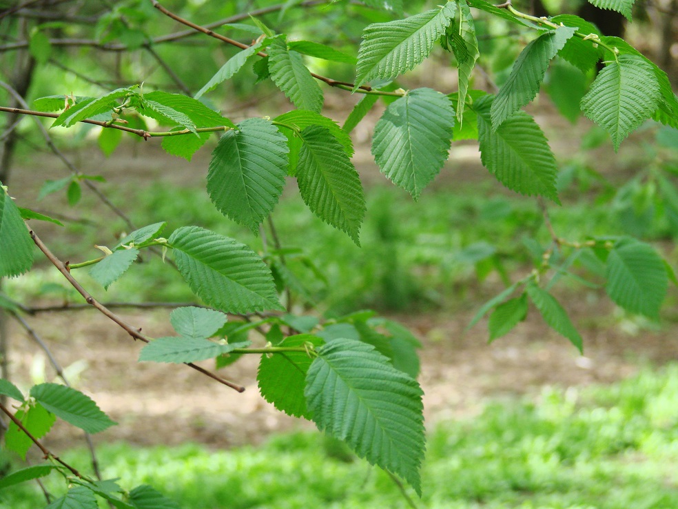 Изображение особи Ulmus laevis.