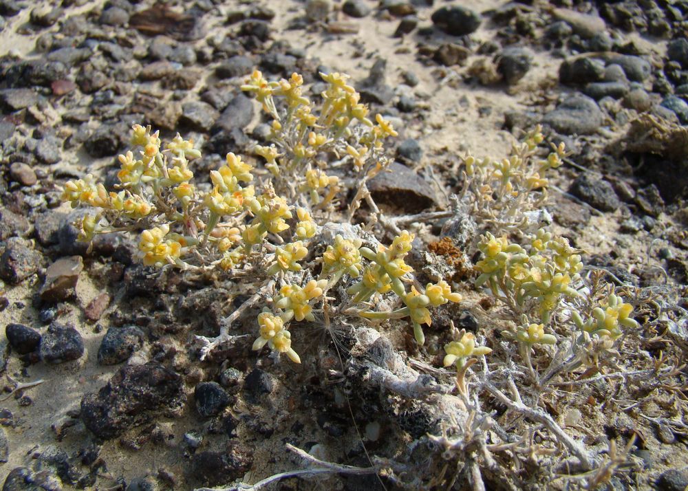 Image of genus Arthrophytum specimen.