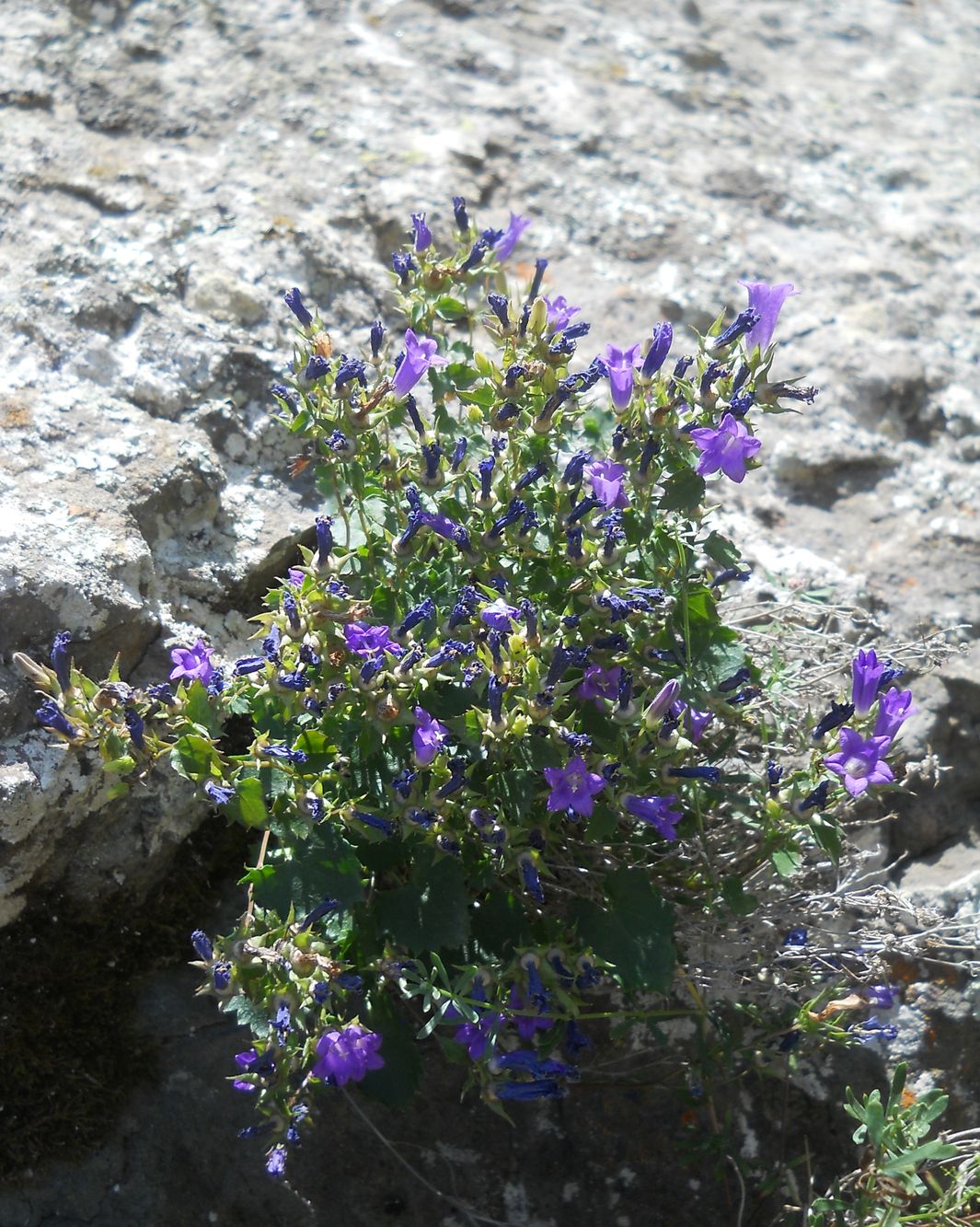 Image of Campanula bayerniana specimen.