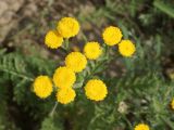 Tanacetum tanacetoides. Верхушка побега с общим соцветием. Восточный Казахстан, Уланский р-н, окр. с. Украинка, остепнённый луг. 12.06.2015.