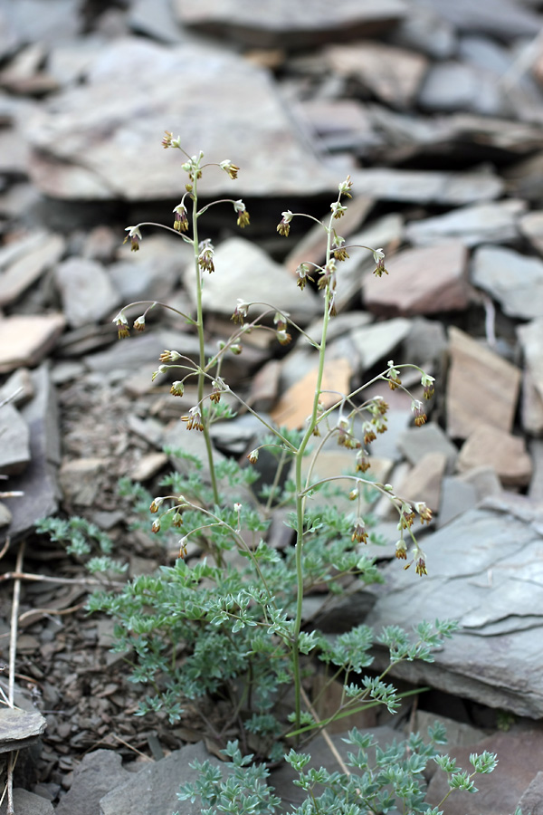 Image of Thalictrum isopyroides specimen.