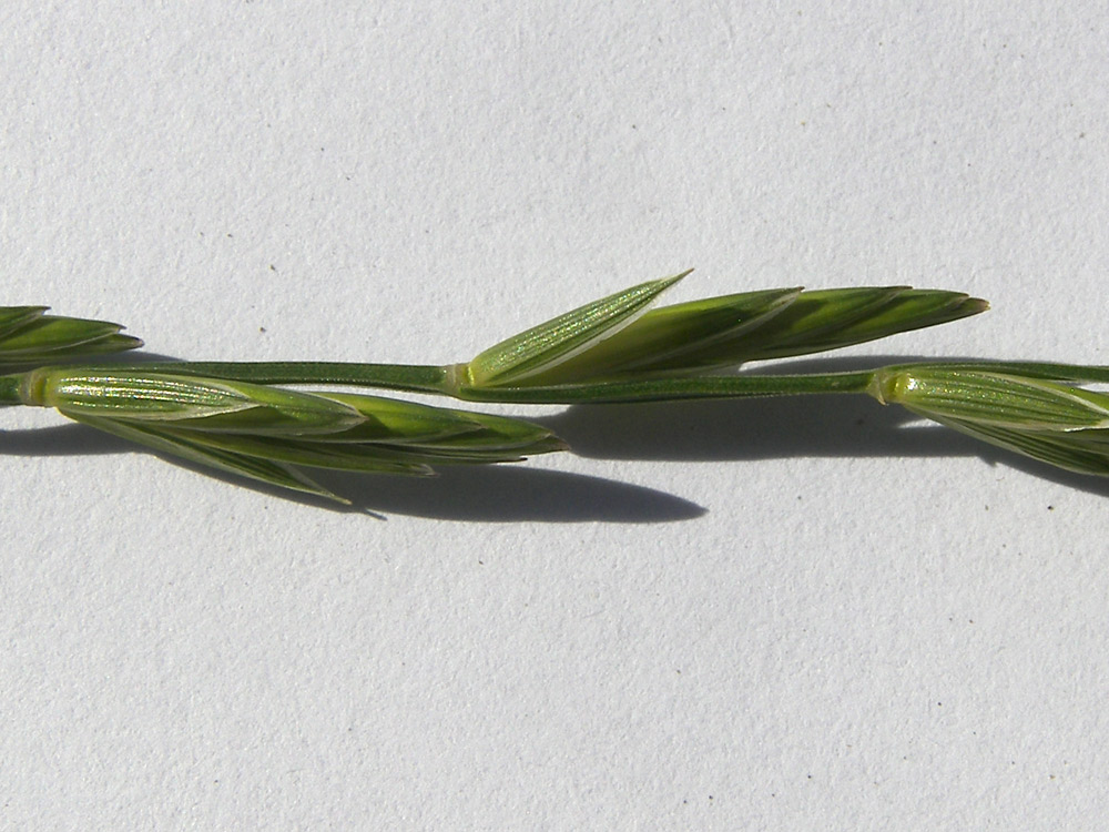 Изображение особи Elytrigia pseudocaesia.