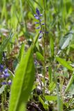 Polygala amarella