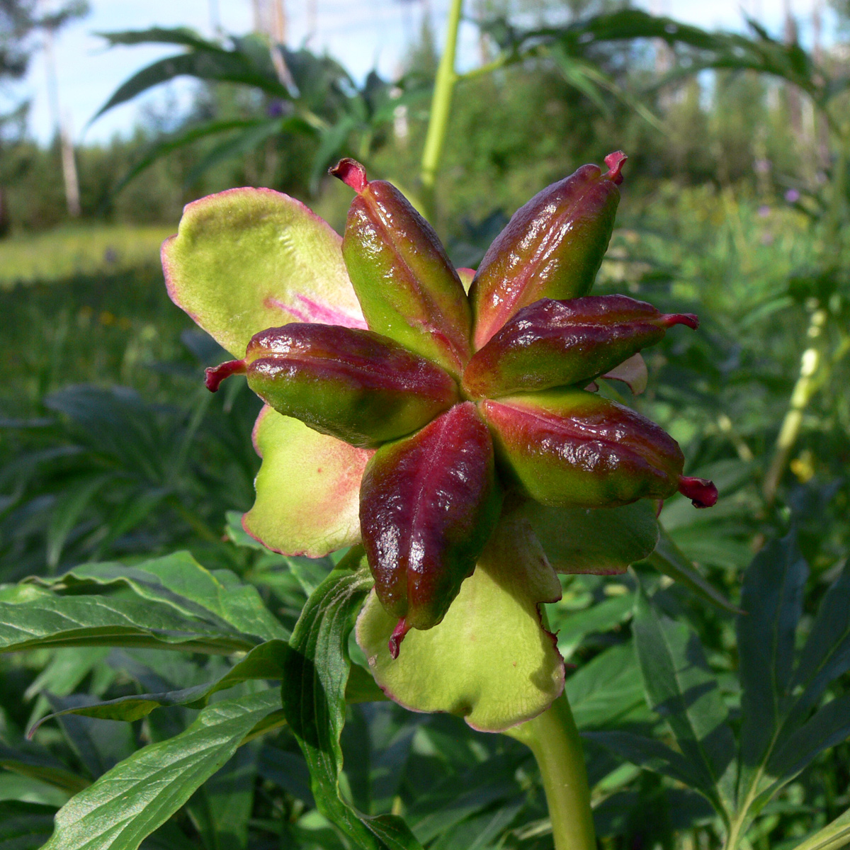 Изображение особи Paeonia anomala.