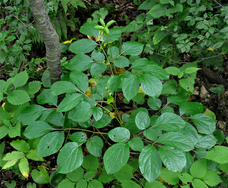 Image of Paeonia obovata specimen.