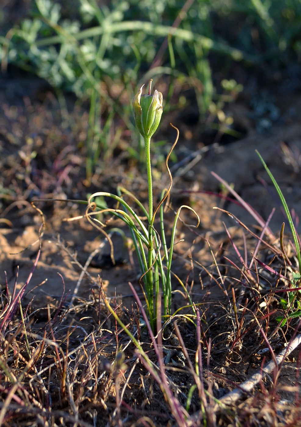 Image of Gagea reticulata specimen.