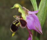 Ophrys &times; vallis-costae