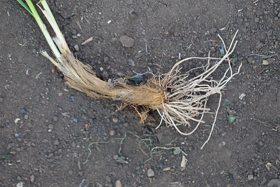 Image of Allium lineare specimen.