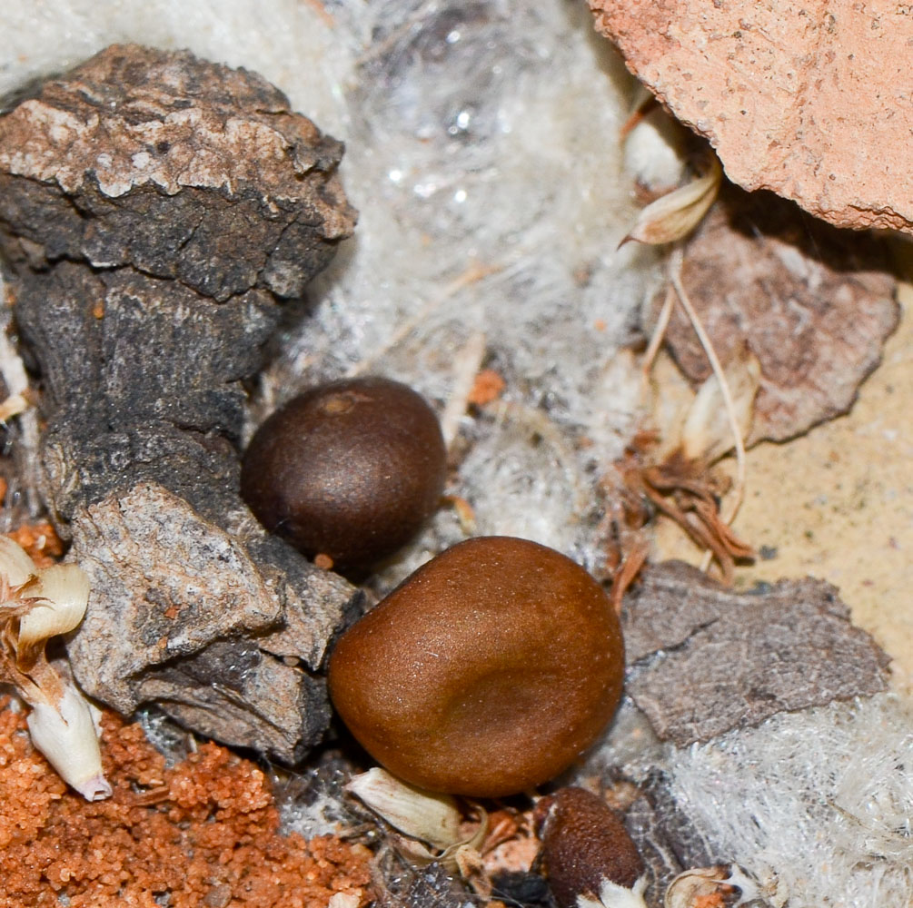 Image of Pseudobombax ellipticum specimen.