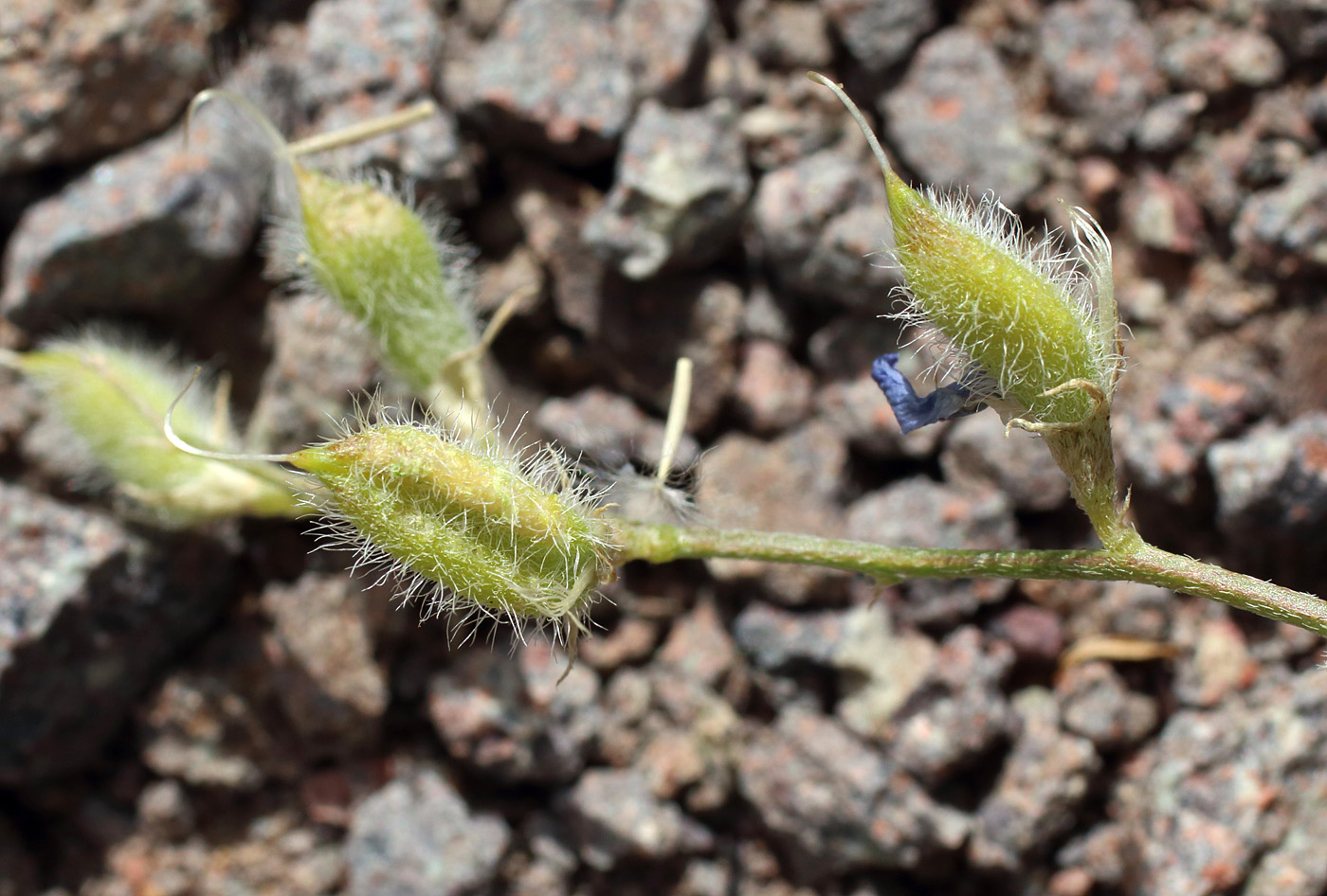 Изображение особи Astragalus nematodes.