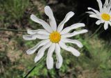 Pyrethrum poteriifolium. Соцветие. Краснодарский край, Абинский р-н, окр. ст-цы Холмская, луг. 21.05.2016.