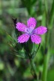 Dianthus armeria. Соцветие. Республика Адыгея, Майкопский р-н, сырой луг возле пруда у хутора Дьяков. 25.06.2016.