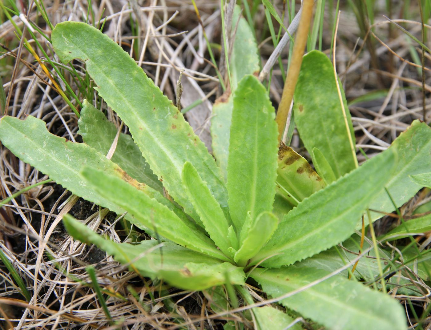 Image of Primula serrata specimen.