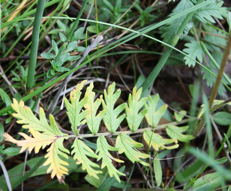 Image of Potentilla conferta specimen.