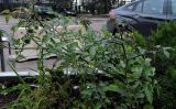 Смотреть изображение Lycopersicon esculentum