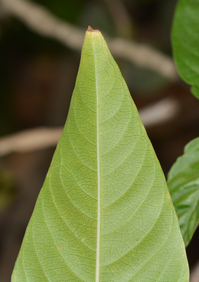 Image of Justicia adhatoda specimen.